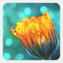 Search for drops stickers Orange