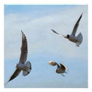 Search for gull posters Beach