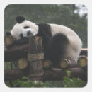 Search for giant panda stickers China