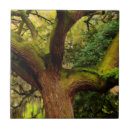 Search for oak tree tiles North america