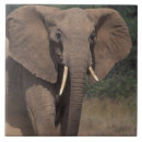 Search for african elephant tiles Trunk