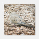 Search for mourning magnets Bird