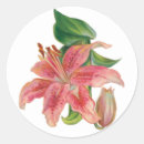 Search for stargazer lily stickers Flower
