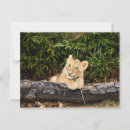 Search for lion cub postcards Animals