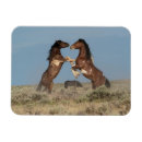 Search for stallions magnets Wild horse