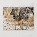 Search for zebra postcards Landscape