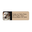 Search for labrador retriever return address labels Yellow lab