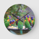 Search for rainbow lorikeet art Colorful