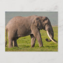 Search for conserves postcards Mammal