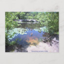 Search for picture taking postcards Wildlife