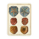 Search for sea urchin magnets Sand dollar