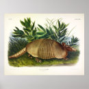 Search for armadillo posters Dasypus peba