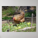 Search for hens posters Farm
