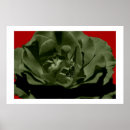 Search for rose background posters Pretty