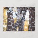 Search for giraffe looking postcards Animal