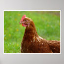 Search for egg farm posters Farmer