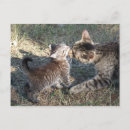 Search for cleans postcards Pets