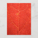 Search for leaf vein postcards Photosynthesis