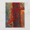Search for itasca postcards Autumn