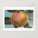 Search for lithographed postcards White