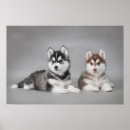 Search for siberian husky puppy posters Cute