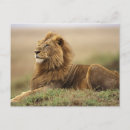 Search for masai mara postcards Grassland