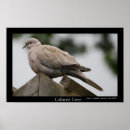 Search for collar posters Nature