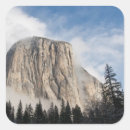 Search for beauty in nature stickers Tree
