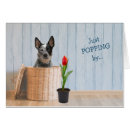 Search for cattle dog birthday cards Blue heeler