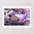 Search for sea fish postcards Travel