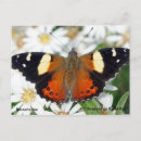 Search for butterflys postcards Admiral