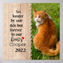 Search for kitty face posters Black cat