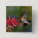 Search for ruby throated badges Hummingbird