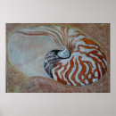 Search for nautilus seashell posters Coastal