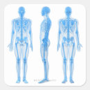 Search for front view stickers Human body part