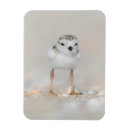 Search for chick rectangular magnets Animal