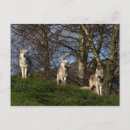 Search for timber postcards Wild