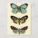 Search for insect vertical postcards Animals