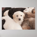 Search for cute baby animals posters Dog