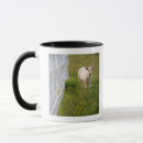Search for cows in field mugs Outdoors