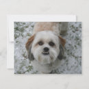 Search for shih tzu christmas cards Winter
