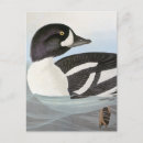 Search for barrows Barrows goldeneye