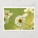 Search for summer time postcards Nature