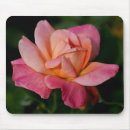 Search for peace flower photography Rose