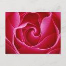 Search for rose petals postcards Photography