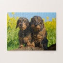 Search for dachshund puzzles Animal