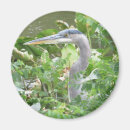 Search for blue heron magnets Nature