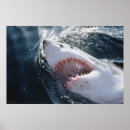 Search for great white shark posters Animal