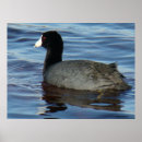 Search for coots Waterfowl