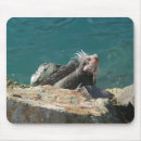 Search for green iguana electronics Nature